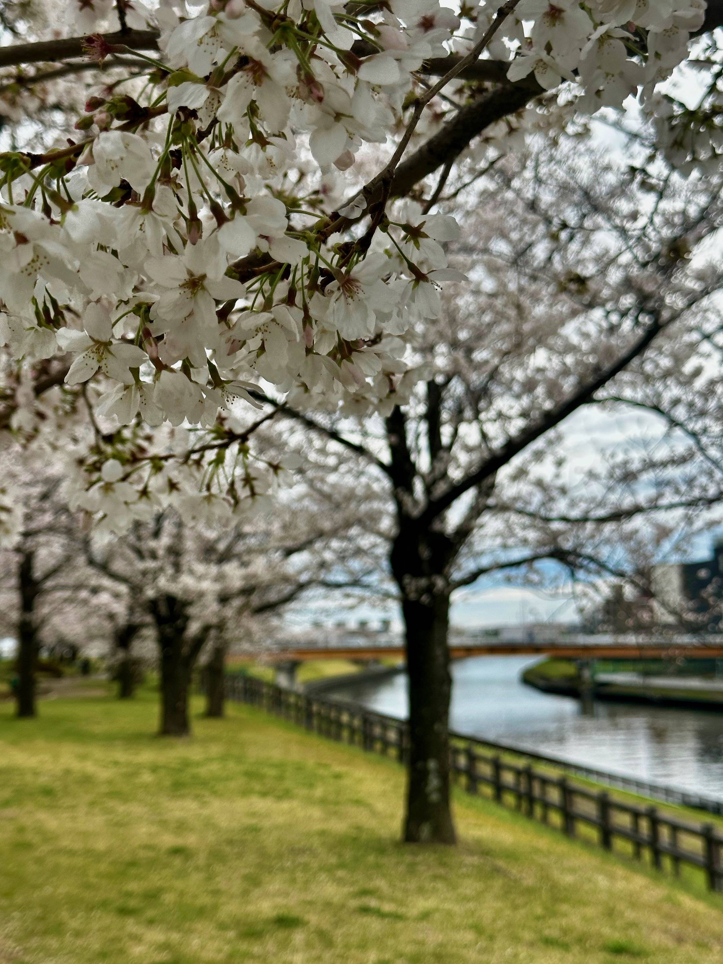 🏞️ 아라카와·스나마치 수변공원(아라카와·스나마치미즈베코엔) 이미지 4